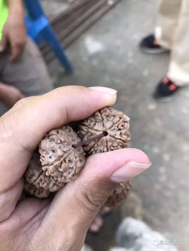 尼泊尔金刚菩提的套路只有你想不到:夹板、脚踩、虫盘、玉化液..