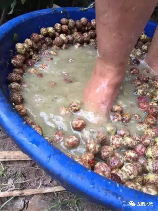 尼泊尔金刚菩提的套路只有你想不到:夹板、脚踩、虫盘、玉化液..