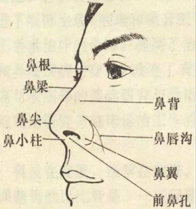 鼻子结构,功能全攻略【看完你也是专家】