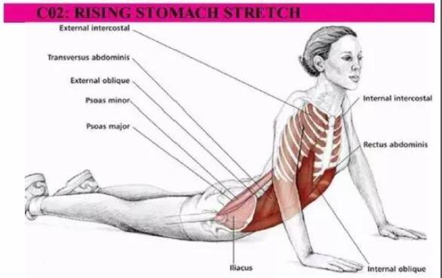 教你两个简单的腹部拉伸动作,下次练完腹肌务必拉伸一