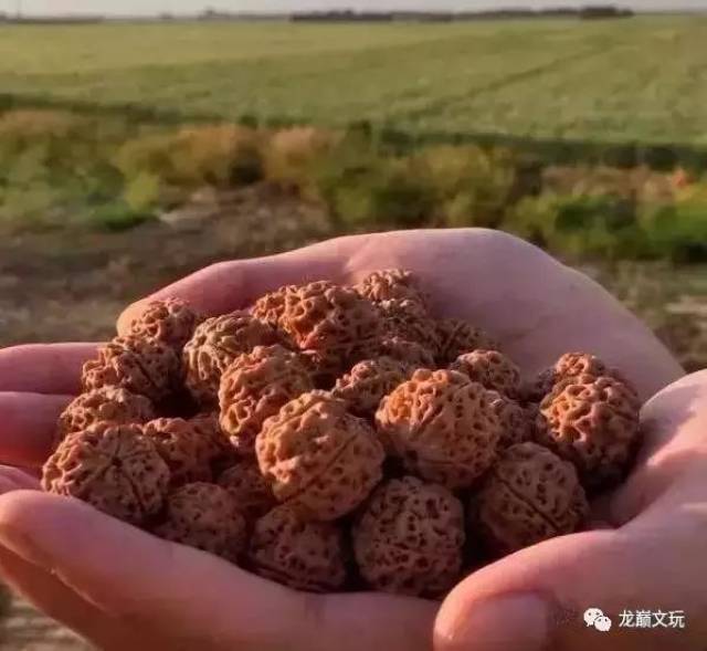 尼泊尔金刚菩提的套路只有你想不到:夹板、脚踩、虫盘、玉化液..