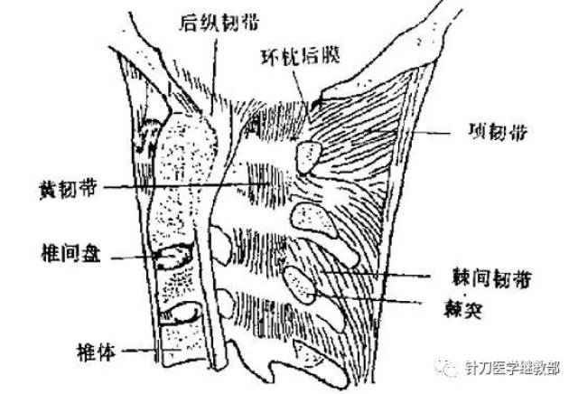 项韧带矢状切面 局部解剖 项韧带起于所有颈椎的棘突,止于枕外隆凸和