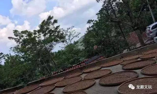 尼泊尔金刚菩提的套路只有你想不到:夹板、脚踩、虫盘、玉化液..