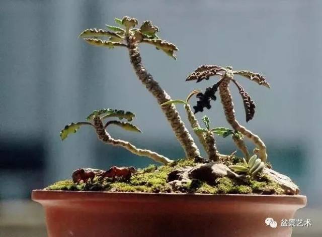 【盆景艺术】皱叶麒麟盆景制作与养护方法