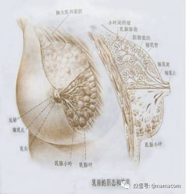 如何在28天养成天使宝宝关键几点需要知道