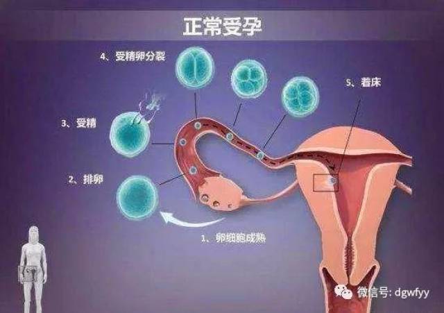 精子和卵子相遇生成的受精卵要通过输卵管进入子宫.