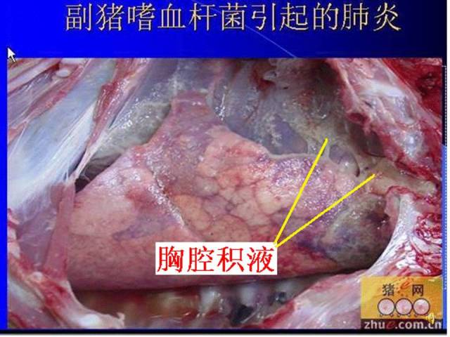 老刘养猪培训 解剖——副猪嗜血杆菌病