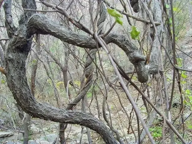 南蛇藤盆景的鉴赏与养护