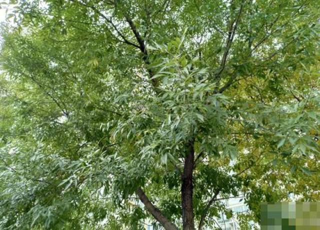 诺基亚7上手之后怎么样?诺基亚7上手评测