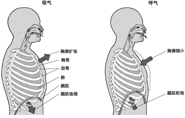 气沉丹田:太极拳内劲产生的源泉和保证