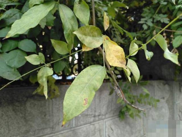 诺基亚7上手之后怎么样？诺基亚7上手评测