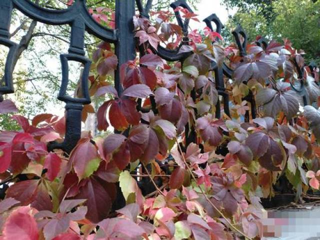 诺基亚7上手之后怎么样?诺基亚7上手评测