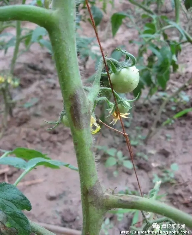 盘锦菜根堂农业培训学校 第4期:番茄的病害与防治