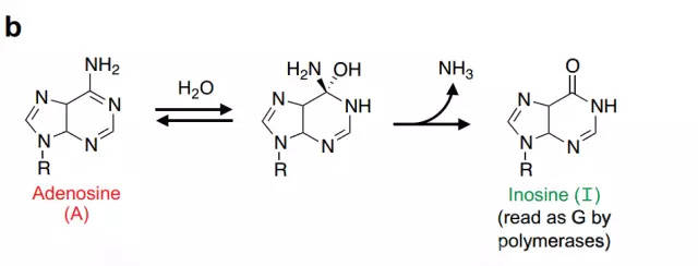 基因编辑的时代已经到来!华人科学家重排