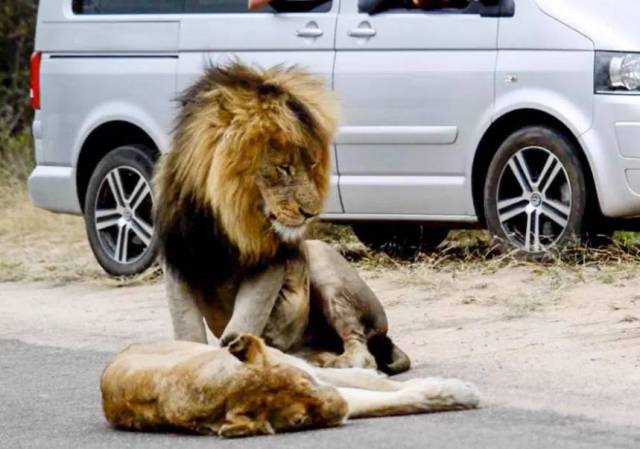奇葩!两只狮子路中央交配,造成超过100辆汽车
