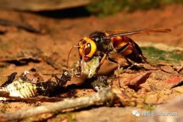 偶遇这种大蜂不要着急绝不是变异它就这么大