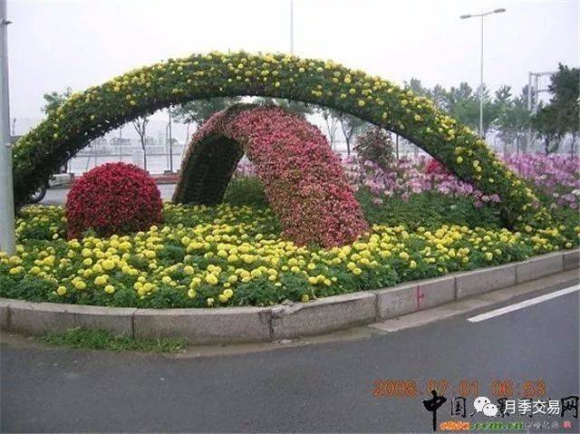 造型月季逐渐发展成绿化中一道靓丽风景.