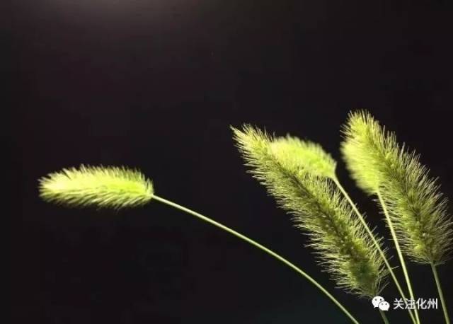 沧海一什么成语植物_沧海一声笑古筝谱(3)