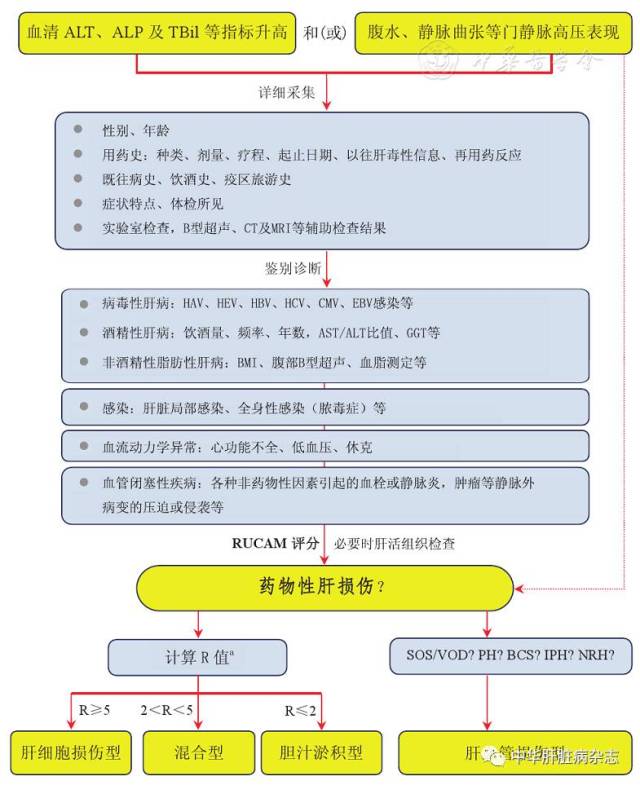 诊治指南药物性肝损伤诊治指南