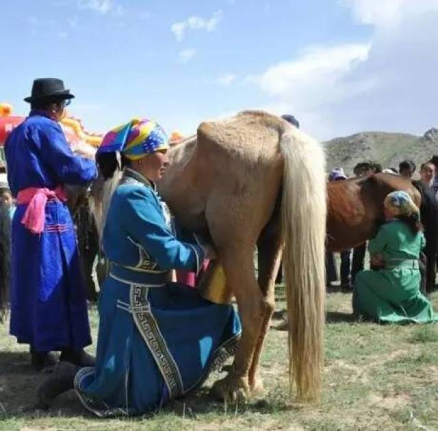 在每年的农历八月末,蒙古族要举行为期一天的马奶节.