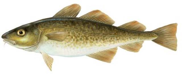 大多数英国人的首选都是 cod(鳕鱼/真鳕,其次是 haddock(黑线鳕.