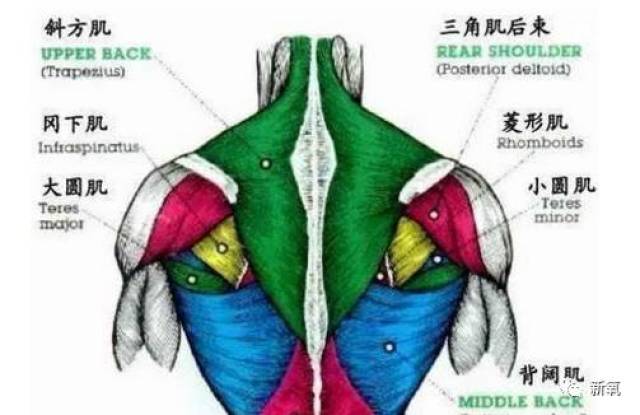 这个鼓起的地方叫斜方肌.