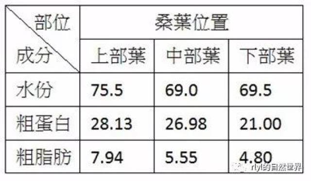 【陆龟食谱】桑叶和桑葚的营养成分