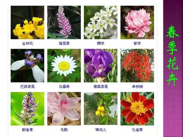 春夏秋冬,四季开花花卉终于找全了!爱养花的朋友必须收藏