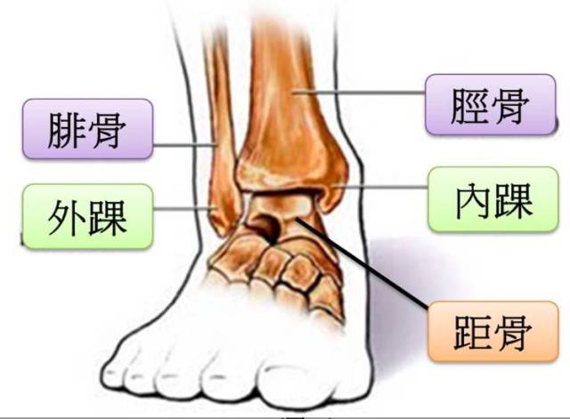 如下图(右脚图): 由于骨头自然结构,当我们整个脚处于平地状况时这三
