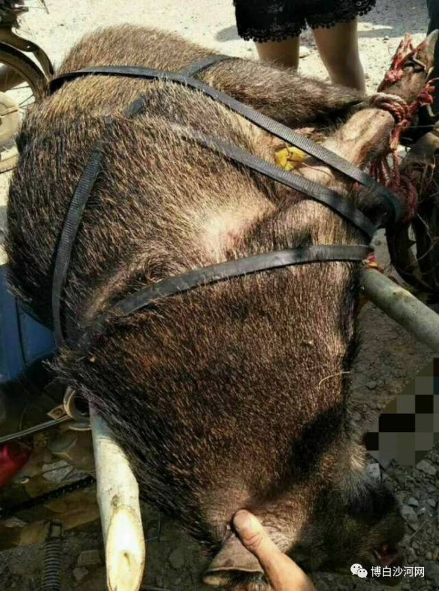 据微友爆料:今天上午(11月26日),沙河镇山桥村的村民捕捉到一只大山猪