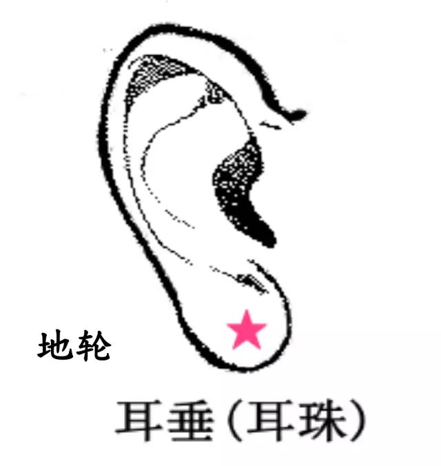右耳地轮12,13,14岁(耳垂) 耳垂与口齐,容易累积财富,这也代表耳朵是