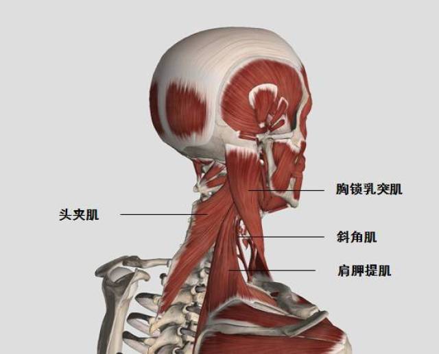 常见的颈部肌肉痉挛包括 肩胛提肌,头夹肌,颈夹肌,斜角肌等.