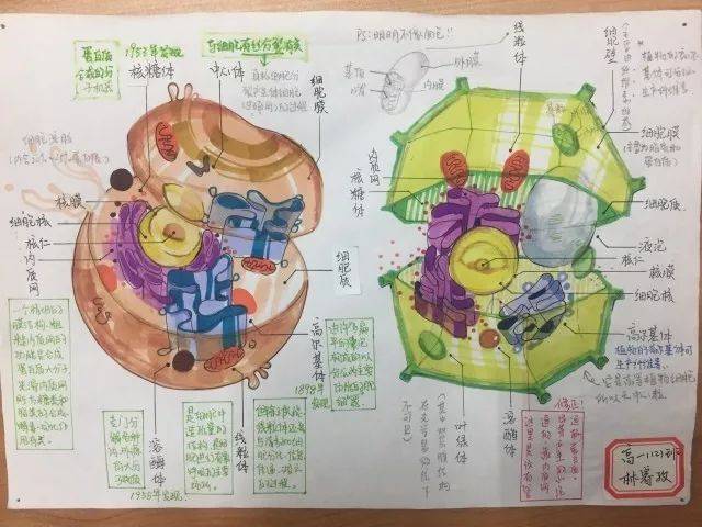 太惊艳!高中生手绘动植物细胞,看完觉得不会画画就没法学生物