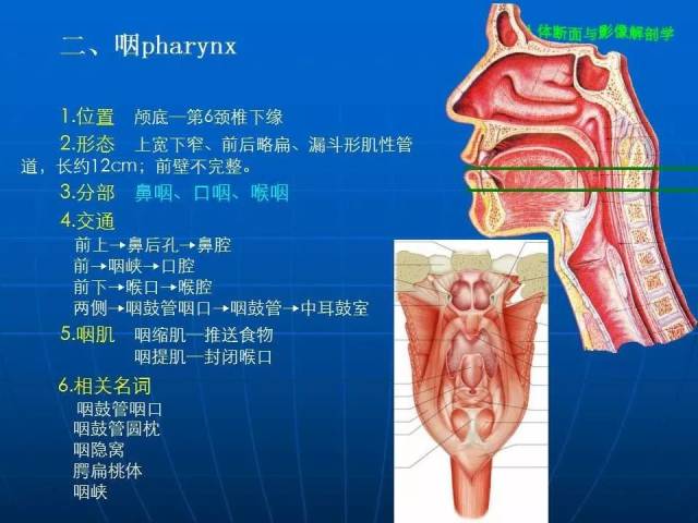 颈部断面与影像解剖