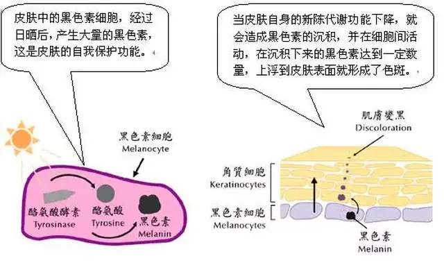 我们先看一下黑色素的形成过程