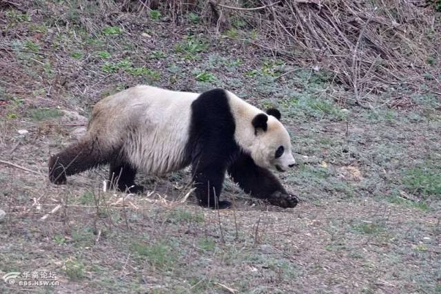 2001年,白雪出逃后,消失无踪,因为白雪是陕西楼观台送往卧龙中心参加