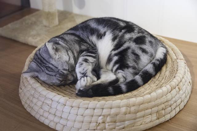 一份有点正经的流浪猫喂养指南 | Quality Video