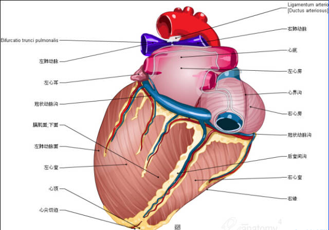 valva atrioventricularis dextra; valva tricuspidalis 上腔静脉