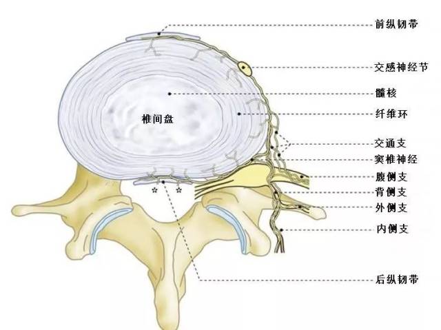 专业分享 | 带您深度认识椎间盘的解剖学和生物力学