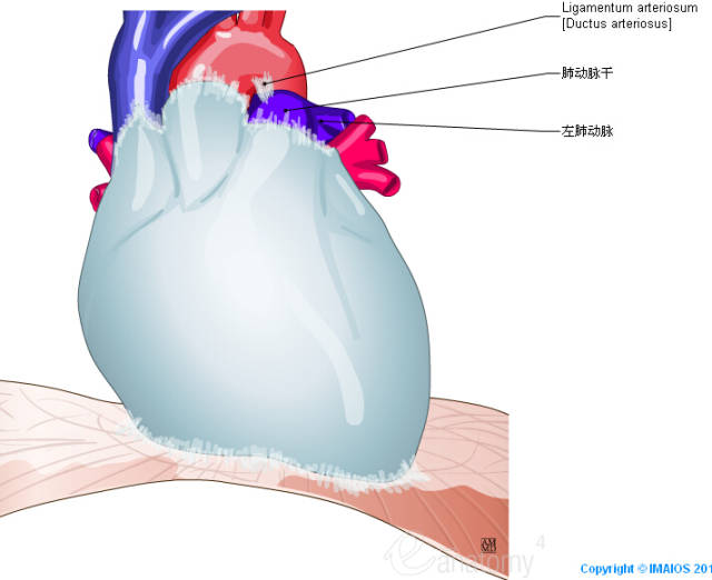 学术| 心脏讲解视频 全方位解剖图