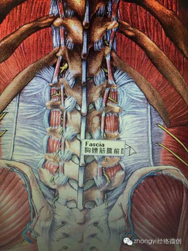 髂后上棘内上缘及骶髂关节内侧缘的应用解剖