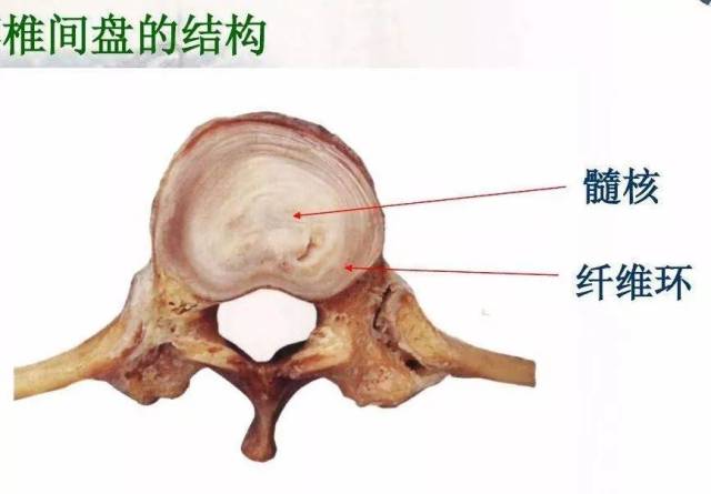 专业分享 带您深度认识椎间盘的解剖学和生物力学_手机搜狐网