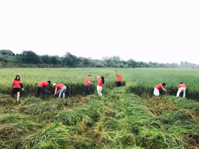 当割谷遇上吟诗