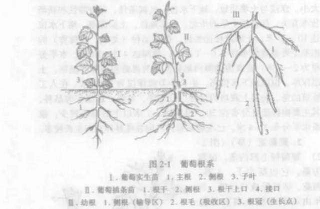 葡萄根系与各方面关系