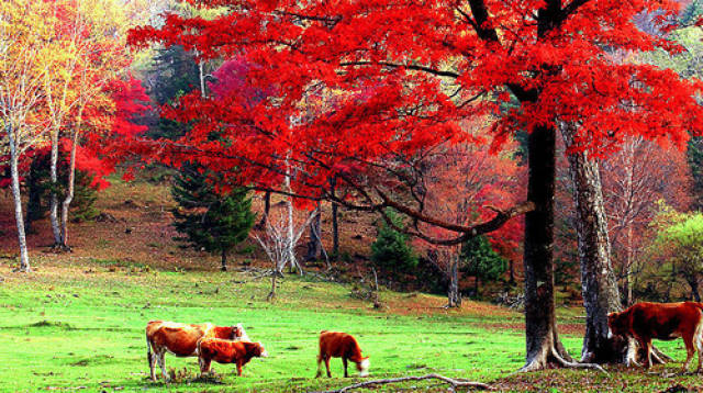 10月30日民俗宜忌与庚寅日个性