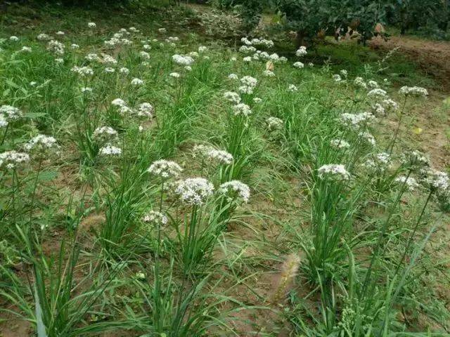 日子过得像韭菜开花,殷实而富足.