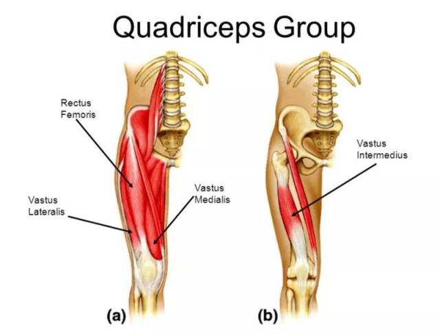 股四头肌是由股直肌,股中间肌,股内侧肌,股外侧肌组成,是维持膝关节
