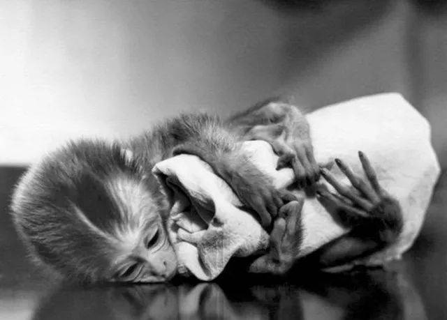 最残忍动物实验:夺走母爱,长期囚禁,只因想看孤儿小猴