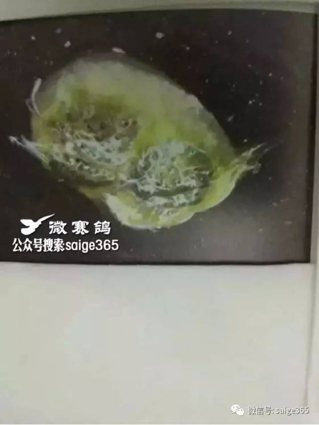 早晨看粪便,最全的鸽粪图片大全,看粪识鸽病,有图有注解有治疗方案,养