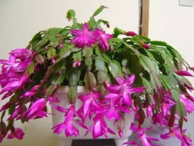 几月份嫁接蟹爪兰最佳 d6db350144d04c8fa4e8314e3d53d6b1.jpeg